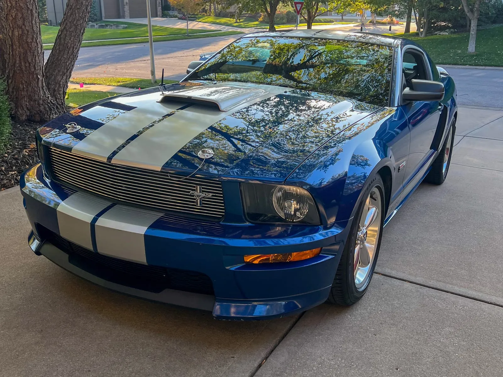 Blue Shelby GT500 with white racing stripes parked on a residential street, paint reflecting the trees